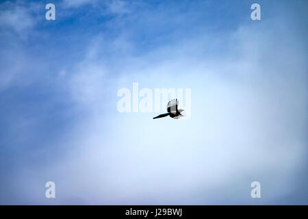 Ein Schuss von einer Elster durch den Himmel fliegen Stockfoto