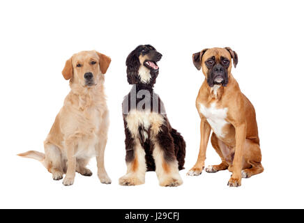Drei verschiedene große Hunde sitzen auf einem weißen Hintergrund isoliert Stockfoto