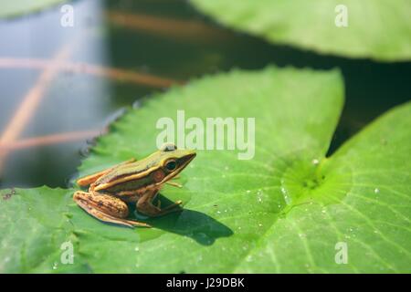 Die grünen Grasfrosch (Rana Saccharopolyspora) auf ein Seerosenblatt in einem Teich in Langkawi, Malaysia. Auch bekannt als Green Paddy Frog. Stockfoto