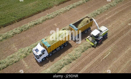 Kombinieren Sie ernten eine grüne Feld und entlädt Weizen auf einen Doppel-Anhänger-LKW - Top-down-Luftaufnahmen Stockfoto