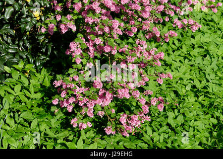 Mahonie (Mahonia Aquifolium) und blühende Johannisbeere (Ribes Sanguineum) und Aniseroot (Osmorhiza Longistylis). Suzannes Gemüsegarten, Le Pas, Stockfoto