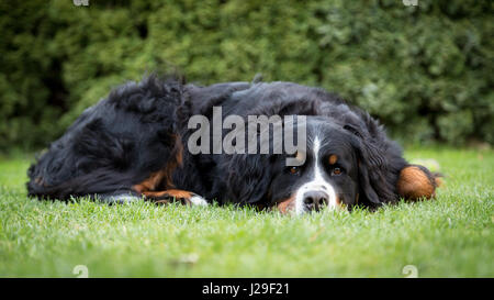 Weibliche Berner Sennenhund, Haushund (Canis Lupus Familiaris), liegend auf einer Wiese, Deutschland Stockfoto