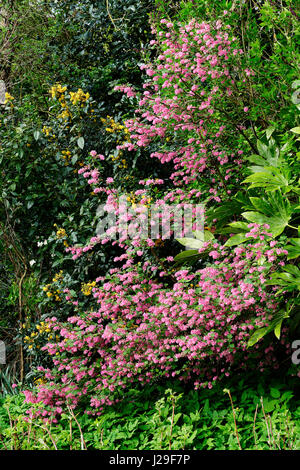 Blühende Hecke im Frühjahr in einem Garten (Suzanne Gemüsegarten, Le Pas, Mayenne, Pays De La Loire, Frankreich). Stockfoto