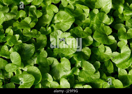 Kleinen Celandines (Ranunculus Ficaria, Ficaria Verna), Teppich von kleinen Blättern. Stockfoto