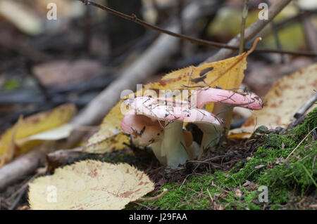 Ubling Pilze auf einem alten Baumstumpf Stockfoto