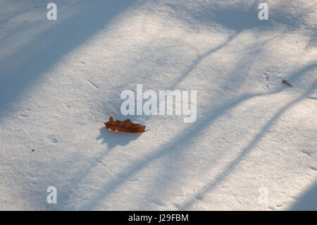 Eichenblatt auf Schnee im sonnigen Wintertag Stockfoto