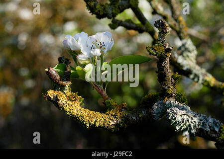 Alte Birnenbaum in voller Blüte, Zweig mit Flechten (Potager Suzanne, Pas, Mayenne, Pays De La Loire, Frankreich) bedeckt. Stockfoto