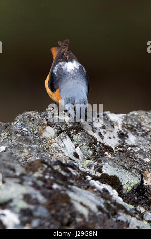 Monticola Inselbogens Stockfoto