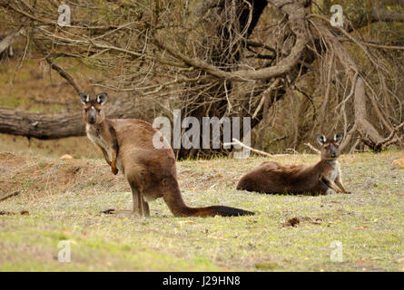 Zwei Känguru (Macropus) Blick auf den Fotografen auf Kangaroo Island Stockfoto