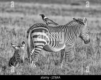 Ein Pied Crow sitzt auf der Rückseite des Kapbergzebra im südlichen afrikanischen Savanne Stockfoto