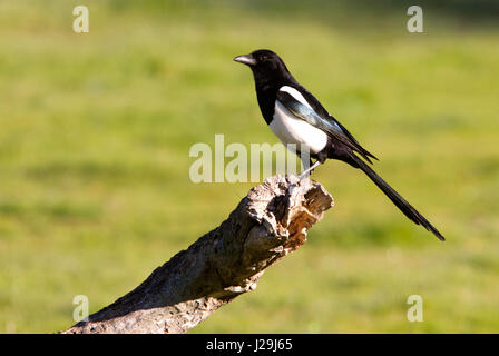 Pica pica Stockfoto