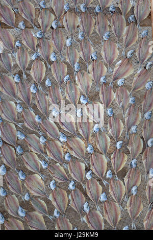 Fische trocknen in der Sonne am Strand von Nazare, Oeste, Distrikt Leiria, Portugal, Europa Stockfoto