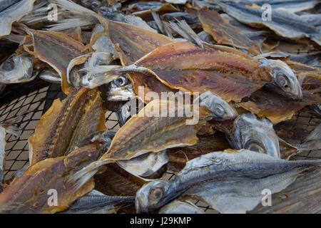 Fische trocknen in der Sonne am Strand von Nazare, Oeste, Distrikt Leiria, Portugal, Europa Stockfoto