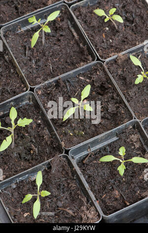 Solanum Pimpinellifolium. Rote Johannisbeere Tomaten Setzlinge. Erbe / Erbstück verschiedene kleine Cherry-Tomaten Stockfoto