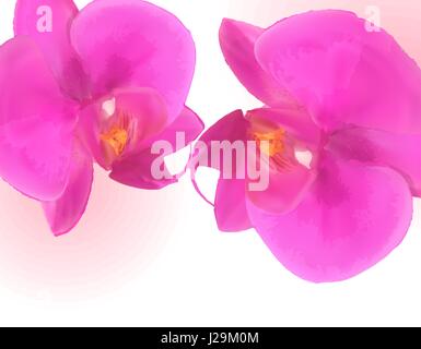 Naturalistische schöne bunte rosa Orchid.Vector Illustration. Stock Vektor