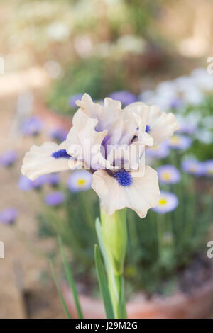 Standard bärtigen Zwergiris. Iris "Tor zum Paradies" Blume Stockfoto