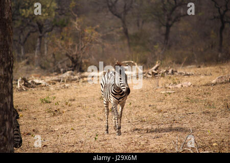 Ebenen Zebras in freier Wildbahn Stockfoto