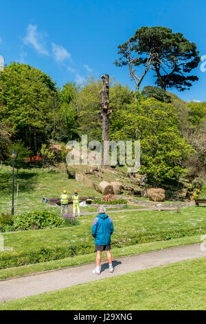 Menschen Sie beobachten Zuschauer Baum Chirurg Baumzucht Team Baum Stamm männlichen arbeiten Klettern im freien Sicherheitshandbuch beschäftigte Monterey-Kiefer Stockfoto