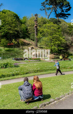 Menschen Sie beobachten Zuschauer Baum Chirurg Baumzucht Team Baum Stamm männlichen arbeiten Klettern im freien Sicherheitshandbuch beschäftigte Monterey-Kiefer Stockfoto