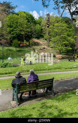 Menschen Sie beobachten Zuschauer Baum Chirurg Baumzucht Team Baum Stamm männlichen arbeiten Klettern im freien Sicherheitshandbuch beschäftigte Monterey-Kiefer Stockfoto