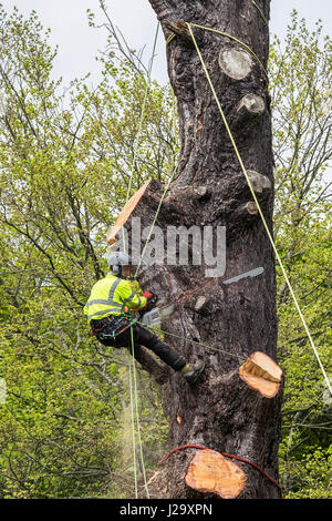 Baumpfleger Baumpfleger Baumpflege Experte gefährlichen Beruf Senkung Baum mit der Kettensäge arbeiten bei Höhe Baum Management genutzt Stockfoto