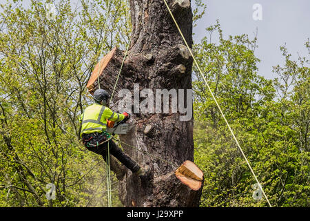 Baumpfleger Abholzen Baum Baumpflege Obstbauer gefährlichen Beruf arbeiten in großer Höhe mit einer Kettensäge Facharbeiter Stockfoto