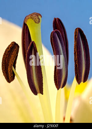 Lily Stem mit blauem Hintergrund, die 25 Fokus ist gestapelt Bild. Stockfoto