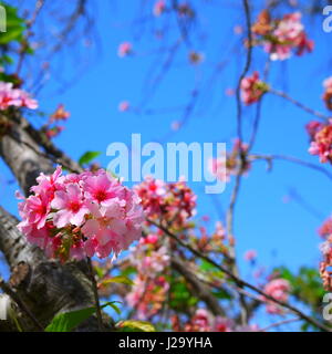 Sakura Stockfoto