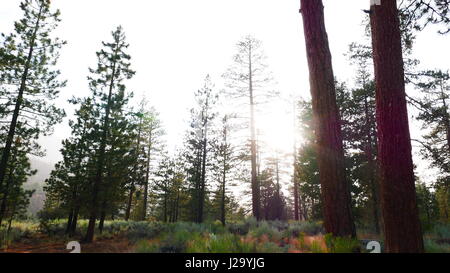 Der Sonne Strahlen durch die Bäume im Wald Stockfoto