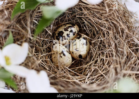 Drei entdeckt Vogeleier im Nest inmitten von blühenden Hartriegels Zweige und Blumen. Bild von oben. Extrem geringe Schärfentiefe mit selektiven Stockfoto