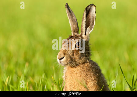 Braune Hare Erwachsener Kopf und Schultern erschossen, Powys, Wales, UK Stockfoto