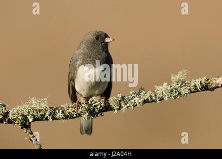 Ein dunkel-gemustertes Junco (Junco Hyemalis) auf einem Ast. Stockfoto