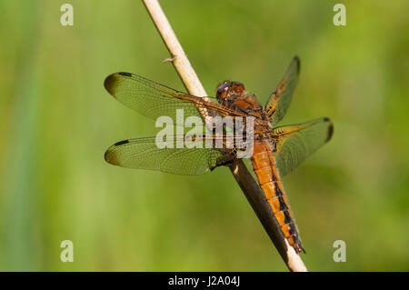Frische weibliche knappe chaser Stockfoto