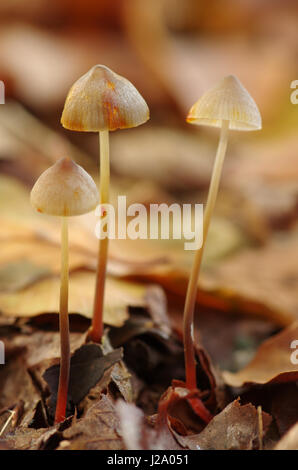 Milchiger Orangensaft wird angezeigt, wenn der Stamm der Saffrondrop Bonnet (Mycena Crocata) gebrochen ist Stockfoto