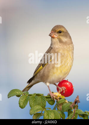 weibliche Grünfink Nahrungssuche in einem japanischen stieg Stockfoto