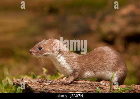 Wenigsten Wiesel auf einem Baum-Protokoll Stockfoto