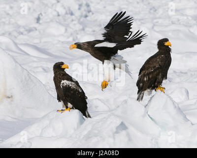 Steller der Seeadler auf Meereis in der Nähe der japanischen Insel Hokkaido. Stockfoto