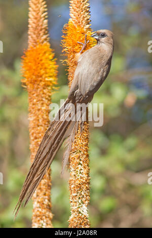 Foto von einem gesprenkelten Mousebird auf einer Blume Stockfoto