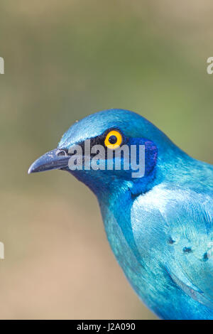Cape glänzend Starling (Glanzstare Nitens) Stockfoto