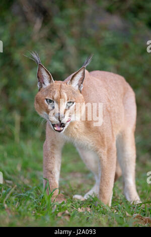 Foto von einem caracal Stockfoto