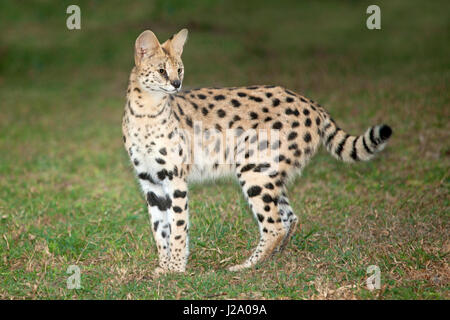 Foto von einem Serval auf Rasen Stockfoto