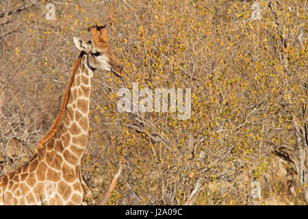 Foto von einer Giraffe Essen verlässt Stockfoto