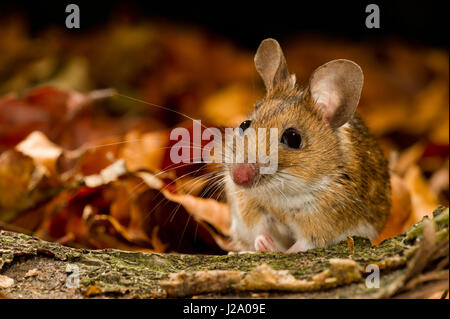 Die gelb-necked Maus Apodemus Flavicollis ist eng verwandt mit denen war es lange verwechselt, nur im Jahre 1894 als eigene Art anerkannt, die Waldmaus. Es unterscheidet sich in seiner Band von gelben Fell um den Hals und in etwas größere Ohren haben und in der Regel etwas größer insgesamt. Rund 100mm in der Länge, sie können auf Bäume klettern und manchmal überwintert in Häusern. Es findet sich vor allem in Bergregionen im Süden Europas, sondern erstreckt sich nördlich in Teile von Skandinavien und Großbritannien. Stockfoto