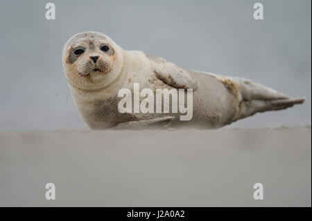 Kegelrobben (Halichoerus Grypus) Stockfoto