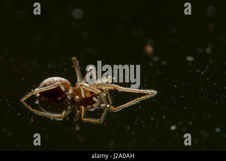 Spinne auf dem Wasser Stockfoto