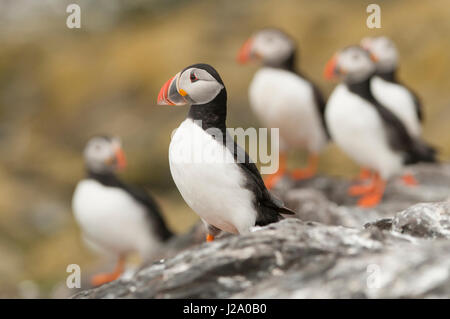 Gruppe der Papageientaucher auf Felsen sitzend Stockfoto