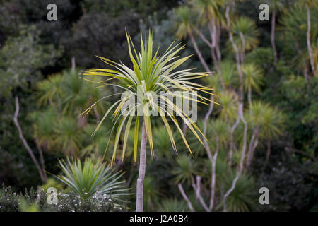 Kohl und Teebaum Stockfoto
