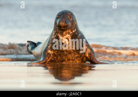 Graue Dichtung in surf Stockfoto