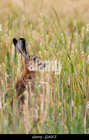 Brauner Hase Erwachsenen Nibbeln Weizen im Weizenfeld Powys, Wales, UK Stockfoto