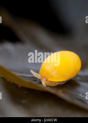 Kleiner flacher Periwincle auf Fucus-Algen bei der Ebbe in der Oosterschelde littoral. Identifikation von Spezialisten. Stockfoto